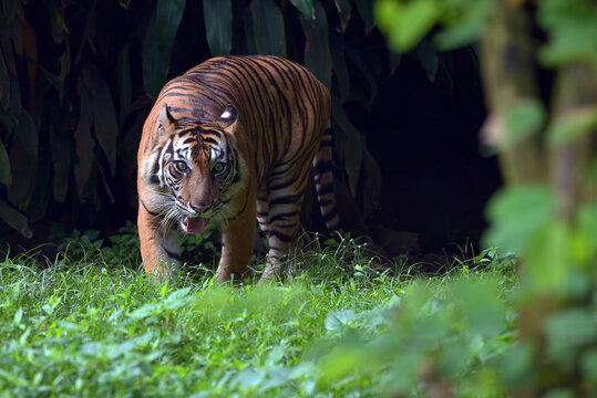 Sumatran tiger comes out from behind a thick bush