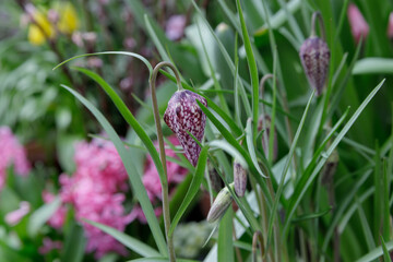 Snake's head fritillary. Fritillaria meleagris against the backdrop of greenery