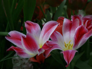 Tulip. Beautiful bouquet of tulips close up. colorful tulips in spring