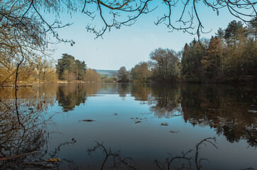 reflection of trees in the water