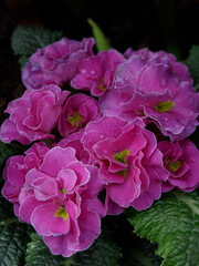 Perennial primrose or primula in the spring garden.