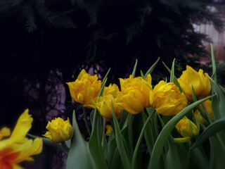 Spring blossoming yellow tulips, bokeh flower background, pastel and soft floral card, selective focus