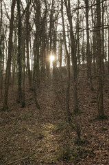 Fototapeta premium morning in the woods