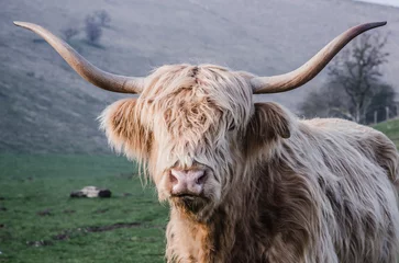 Papier Peint photo autocollant Highlander écossais vache highland écossaise