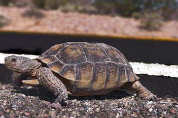 Fototapeta premium Image of a Desert Tortoise, Gopherus agassizii, shown crossing a road in Death Valley National Park.