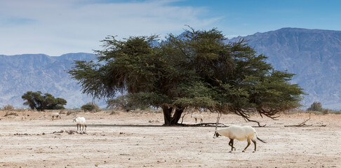 Antelope Arabian white oryx (Oryx dammah) inhabits native environments of Sahara desert, recently introduced into nature reserves of the Middle East - obrazy, fototapety, plakaty