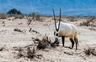 Antelope Arabian white oryx (Oryx dammah) inhabits native environments of Sahara desert, recently...