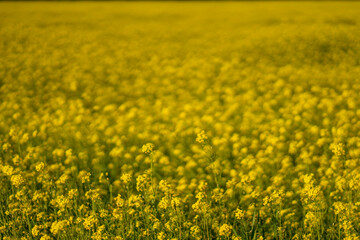 yellow field