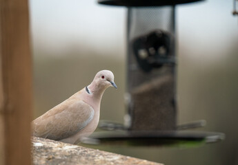 close up of a collared dove (Streptopelia Decaocto) with a defocused bird feeder in the background