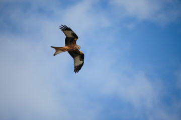 red kite (Milvus milvus) soaring with wings fully extended in a clear blue winter sky