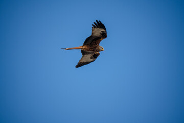red kite (Milvus milvus) soaring with wings fully extended in a clear blue winter sky