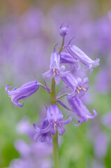 Bluebells