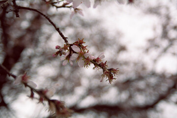 The arrival of spring, fruit trees blooming under the snow