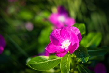 Fototapeta premium Beautiful floral and garden arrangement