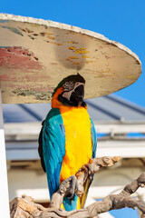 Beautiful parrots located near the pier in San Destin