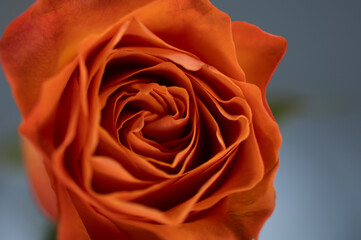 Beautiful close up photograph of an orange roses inside in macro showing the detail of the rose petals and the beauty in nature