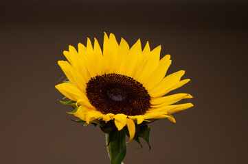 Photograph of the center of beautiful yellow sunflower taken in a studio, showing the textured effect of the seed pods of the flower in a stunning arrangement