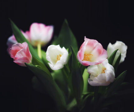Bouquet of white and pink tulips on a dark background. Beautiful floral picture