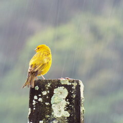 canário na chuva - obrazy, fototapety, plakaty