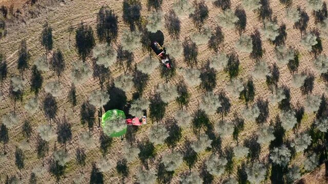 Olives harvest, machine assisted, to produce extra virgin olive oil in the Tr&aacute;s-os-Montes