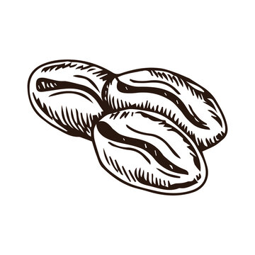 vector image of coffee beans, concise coffee picture 