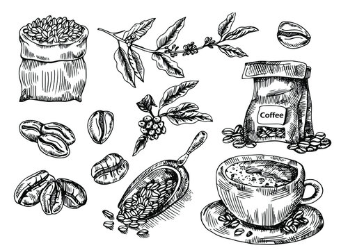 Coffee set with coffee branch, coffee beans, bad of coffee, scoop of coffee. Hand drawn vector illustration in sketch style. Ink drawn.