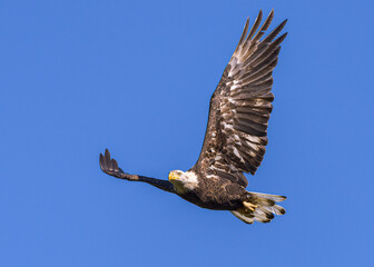 Migratory birds of Colorado. Young female American Bald Eagle in flight.