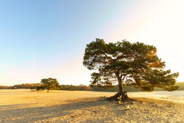 Sunrise on sand drift Soesterduinen in the Dutch province of Utrecht with rays of rising sun...