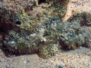 A Bearded Scorpionfish (Scorpaenopsis barbata) in the Red Sea, Egypt