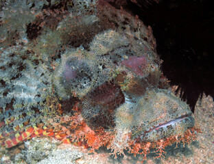 A Bearded Scorpionfish (Scorpaenopsis barbata) in the Red Sea, Egypt