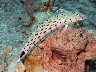 A Speckled Sandperch (Parapercis hexophtalma) in the Red Sea, Egypt