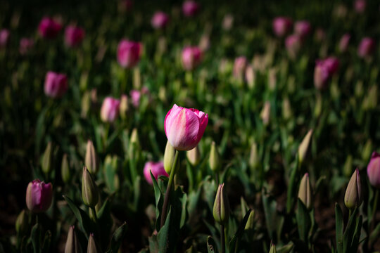 Pink tulips. Tulip buds in the park. Landscape architecture concept