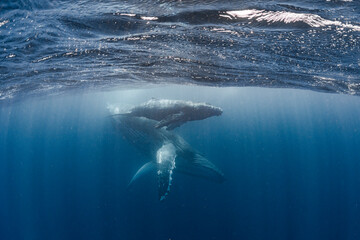 Mother and calf Humpback whale