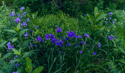 Purple spiderwort flowers in the Spring