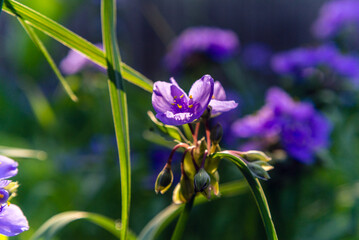 Purple spiderwort flowers in the Spring
