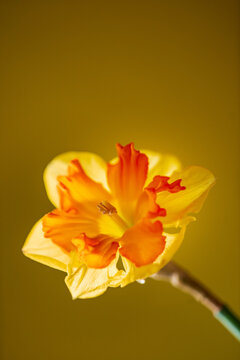 flower of daffodil  in vase