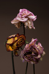 Beautiful studio wilted dried out rose showing that even romance can last forever if looked after