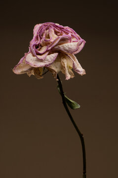 Beautiful studio wilted dried out rose showing that even romance can last forever if looked after