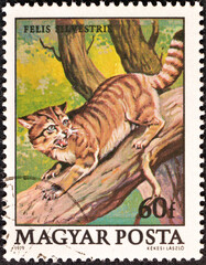 Cancelled postage stamp printed by Hungary, that shows Wildcat (Felis silvestris), circa 1979.