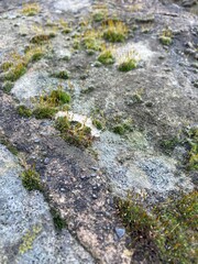 Stone wall - Moss