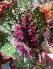 Colourful leaf close up
