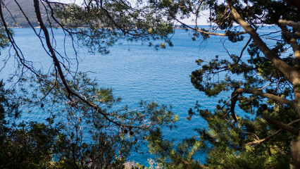 Sea view through fir branches