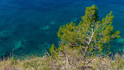 A tree grows on a mountain against the background of the sea