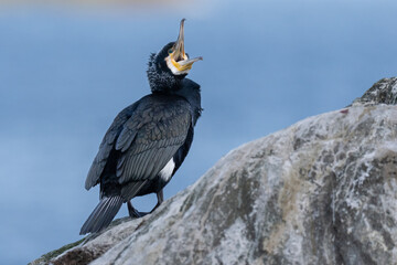 The great cormorant (Phalacrocorax carbo)