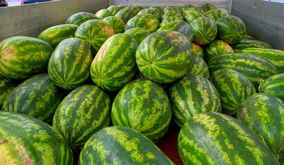 Fototapeta na wymiar Freshly harvested watermelons transported on a truck. Fresh summer fruit