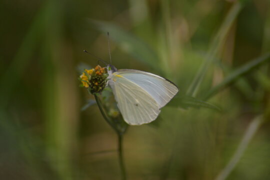 Fotografía de mariposa blanca