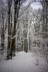 Góry Sowie, województwo dolnośląskie, Polska. Zimowy pejzaż w okolicach góry Kalenica.