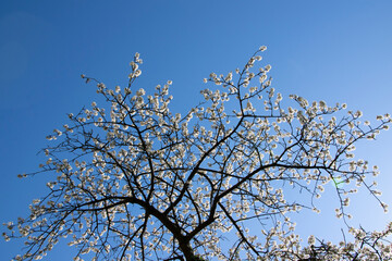 tree branches against blue sky