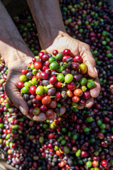 organic arabica coffee with farmer harvest in farm.harvesting arabica coffee berries by agriculturist hands.