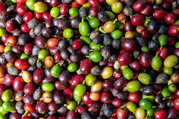 Coffee natural dryer. Farm on Minas Gerais, Brazil